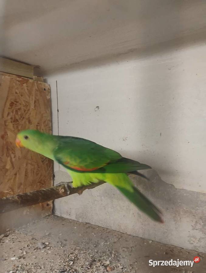 Krasnopiórka czerwonoskrzydła Pszów sprzedam