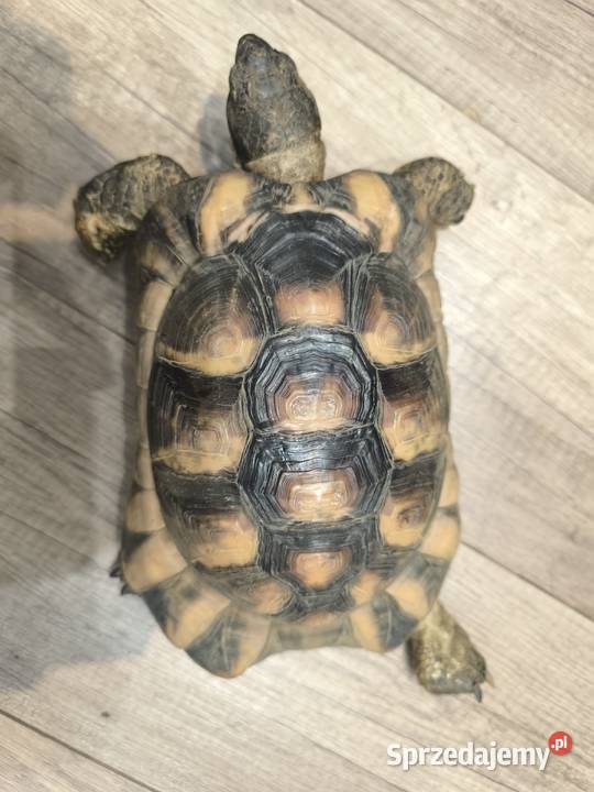 Żółw obrzeżony testudo marginata Wrocław sprzedam