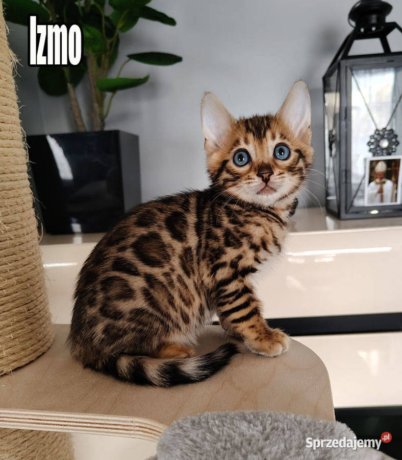 Kocięta bengalskie z rodowodem