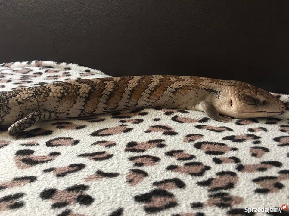 Scynk olbrzymi tiliqua sp irian jaya zamienię Tarnów