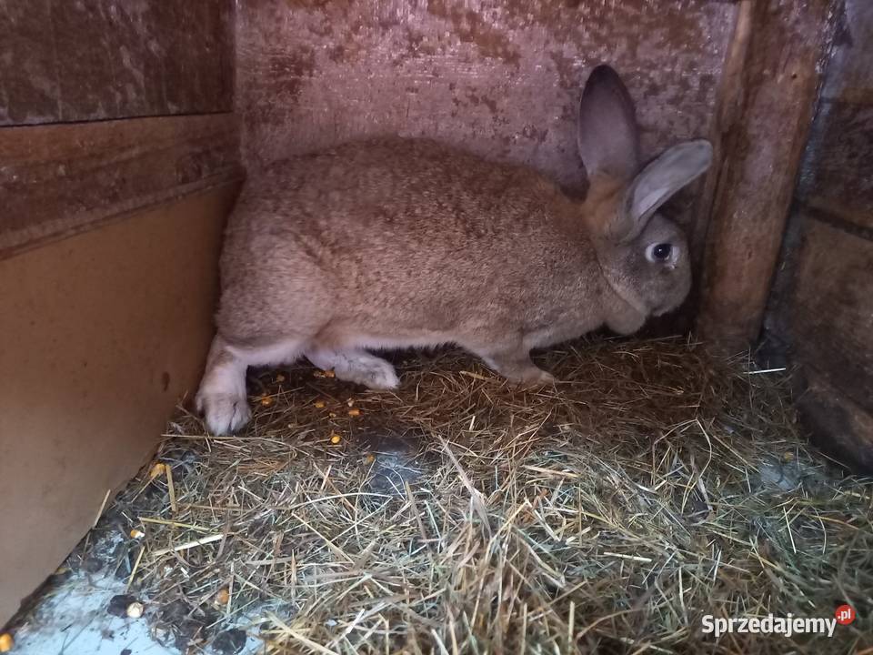 sprzedm kroliki Włocławek