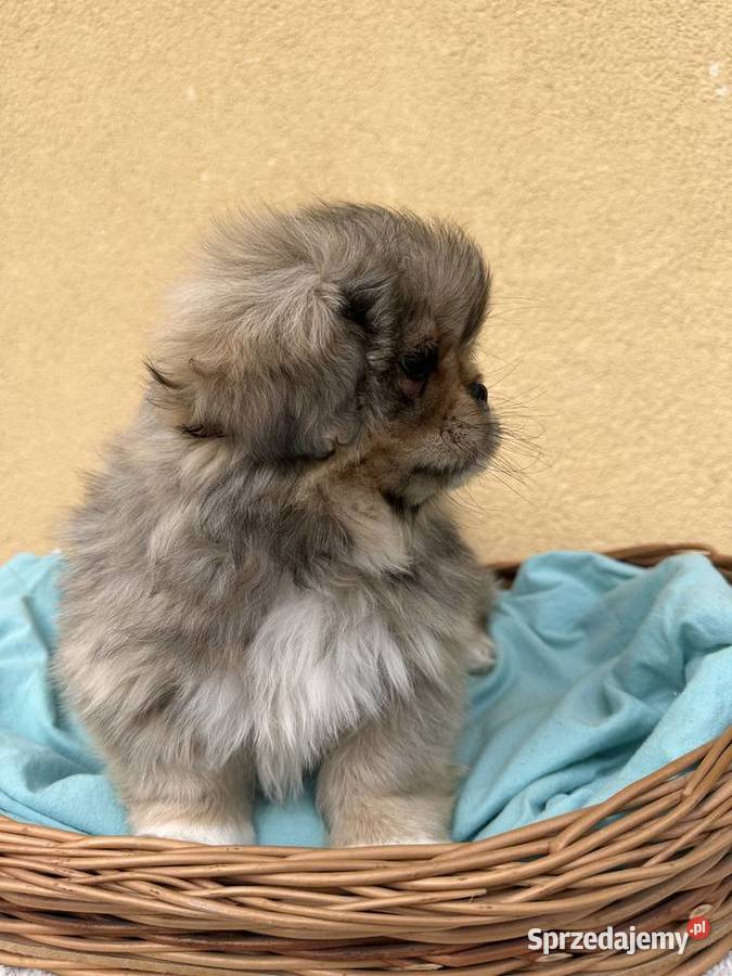 Pekińczyk szczeniak sunia mazowieckie Jedlińsk