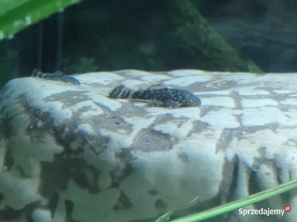 Rybki akwariowe glonojad zbrojnik Nowy Targ