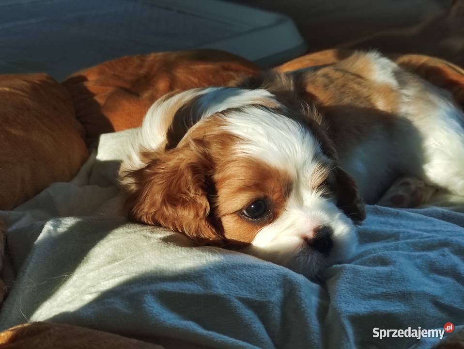 Cavalier king charles spaniel FCI ZKwP