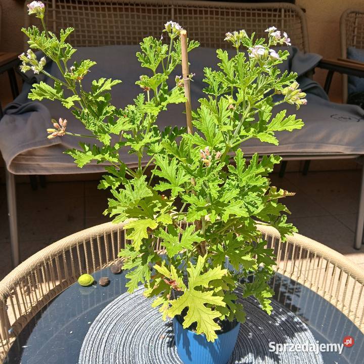 Anginka Geranium Roślina domowa kwitnie zielony Nowy Sącz