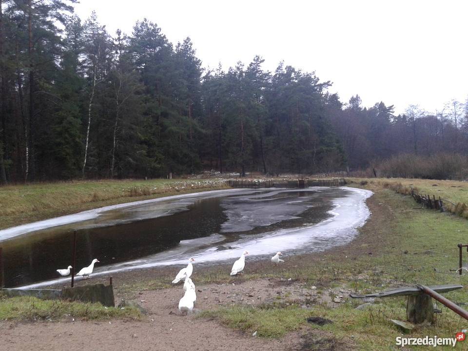 Dom ze stawami 9700m2 Siemirowice