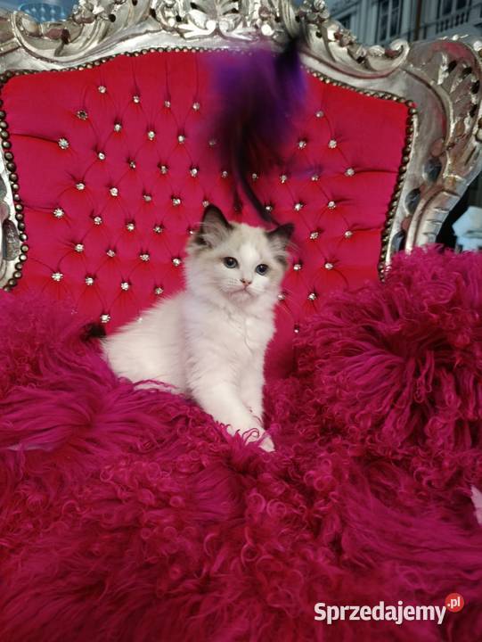 Ragdoll Kotka Seal bicolor FIFE FPL Wschowa