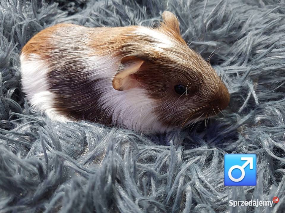 Świnki morskie rezerwacja Warszawa