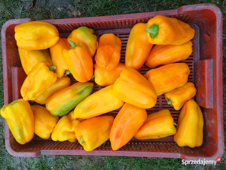 Sprzedam paprykę Chouca czerwona Turbine żółta