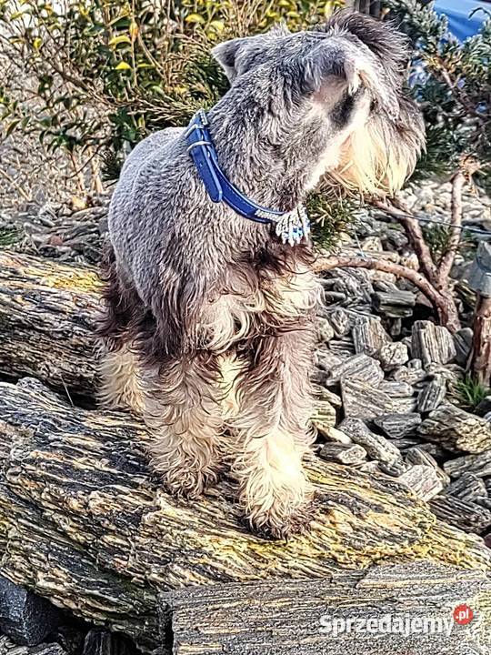 Sznaucer miniaturowy rodowodowe szczenięta Radomsko