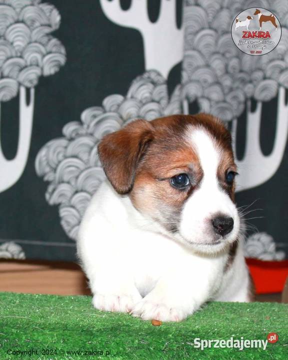 Szczenię Jack Russell Terrier Zima 2025 śląskie Ruda Śląska sprzedam