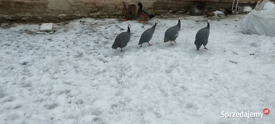 Samce perliczki Drób i ptactwo Tokarówka