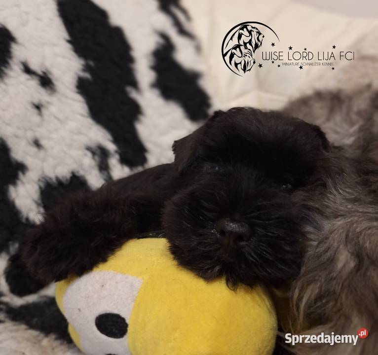 Sznaucer miniaturowy czarny rodowód FCIZKwP Stargard