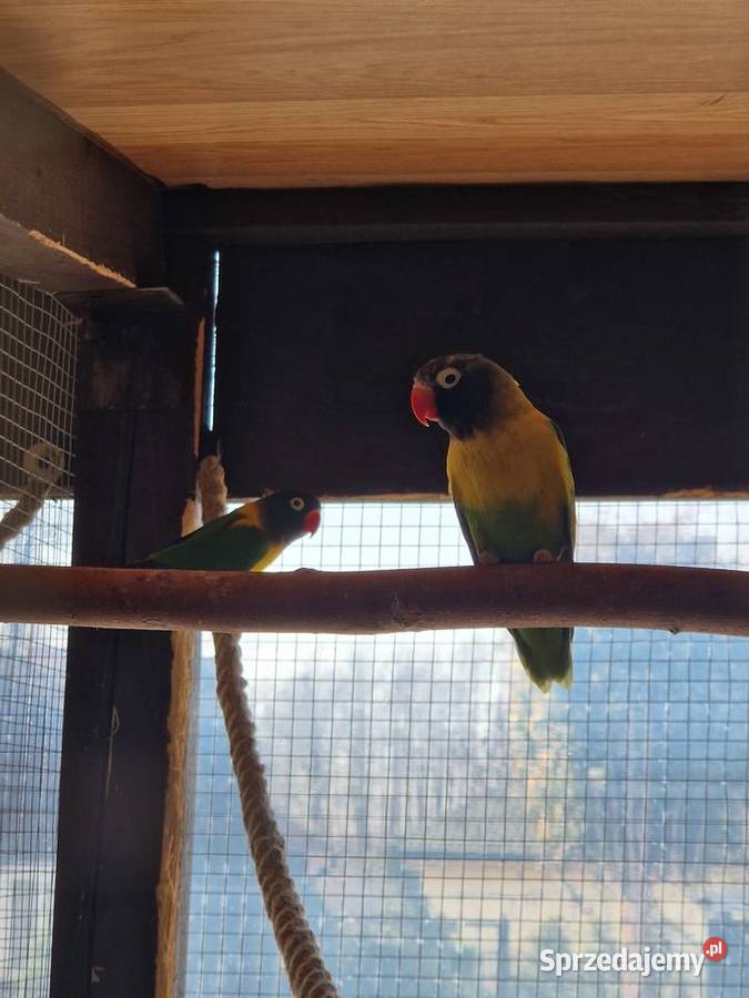 Nierozłączki czarnogłowe mazowieckie Stanisławów