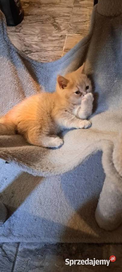 Rezerwacja Kocurek brytyjski krótkowłosy kremowy Brytyjski Wrocław sprzedam