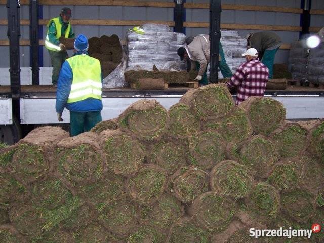 Trawa z rolki darń trawnik sprzedam