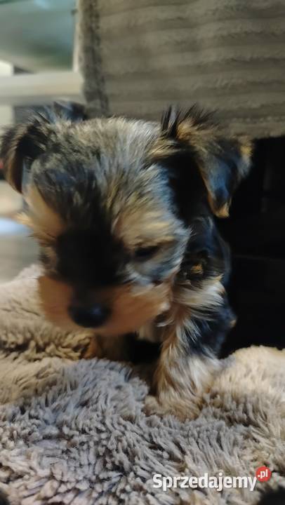 Urocze Yorkshire terrier Miniaturki Łódź