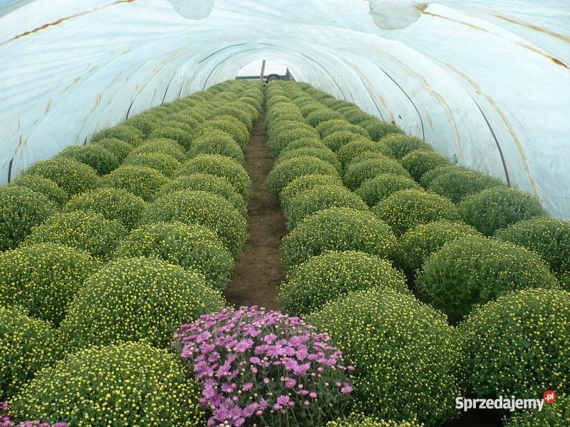 Chryzantemy Doniczkowe Drobnokwiatowe Kraków małopolskie Niepołomice