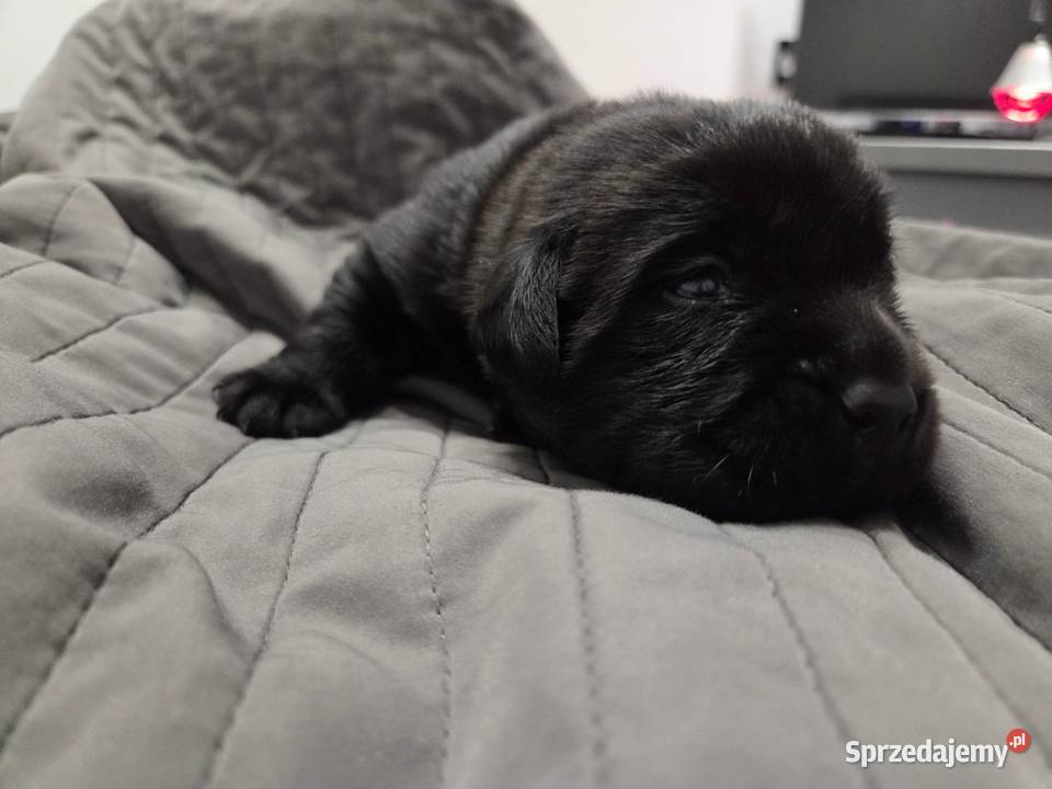 Labrador Retriever ZKwP FCI Szczenięta Lniano