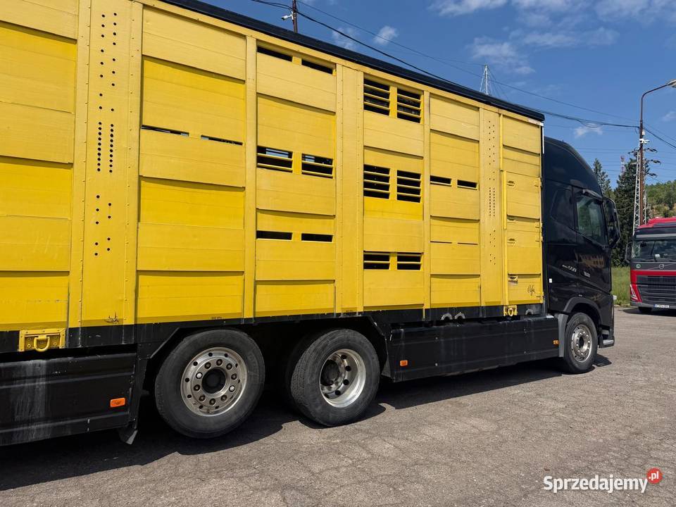 Auto do przewozu bydła żywca zwierząt Volvo FH16 Nowa Ruda