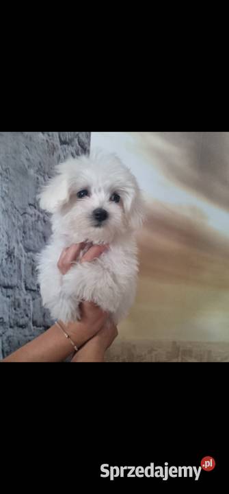 Maltańczyk samiec Mogilno