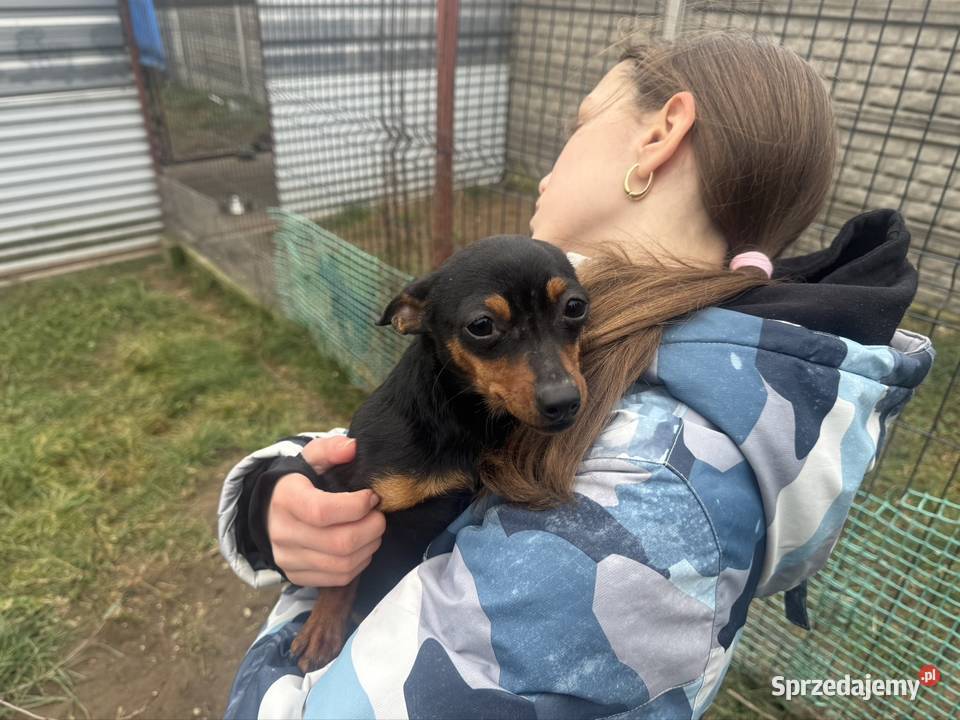 Ratlerek suczka 8 miesięcy Zwierzęta mazowieckie Wierzbica