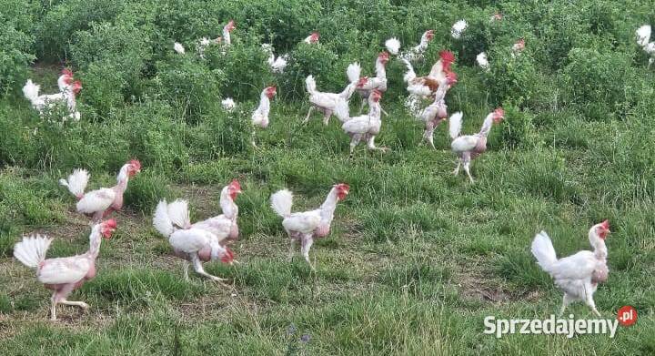 Sprzedam jajka z wolnego wybiegu Józefów