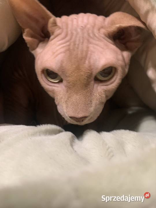 Sfinks Kanadyjski Reproduktor Leszno