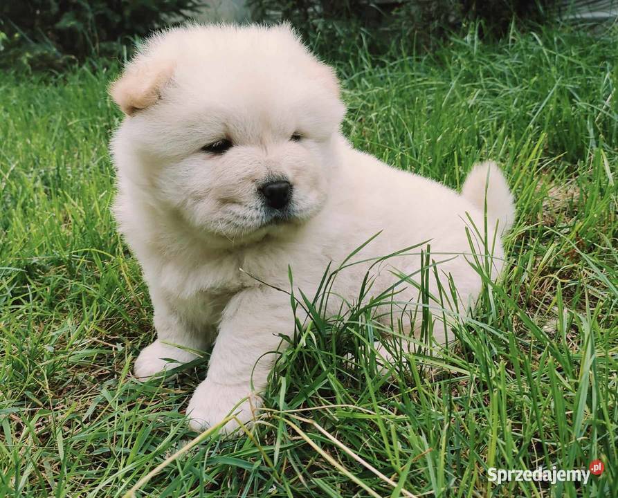 CZAU CZAU CHOW CHOW SUNIA I PIESEK PIĘKNE Drogusza
