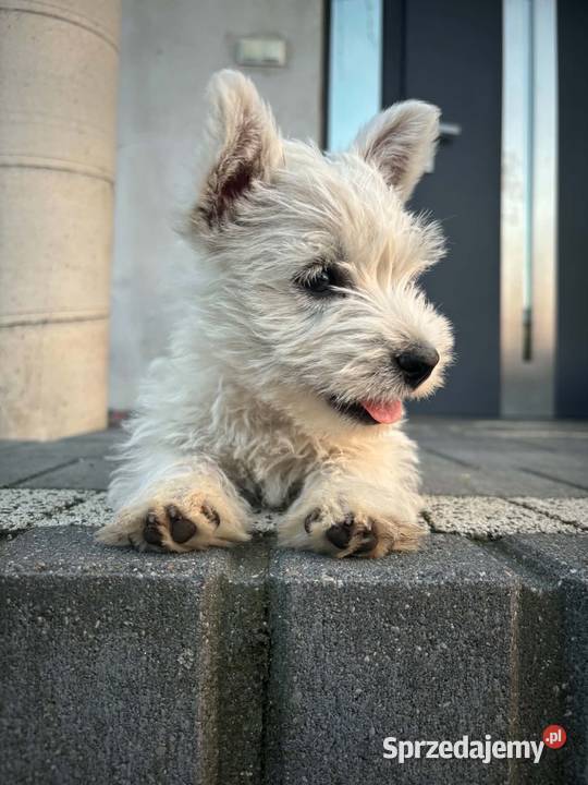 West highland white terrier Konopnica