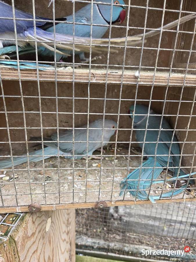 Aleksandretty aleksandretta obrozna wielkoa Częstochowa