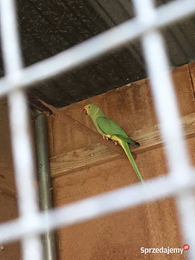 Aleksandretty obrożne różne mutacje Skała