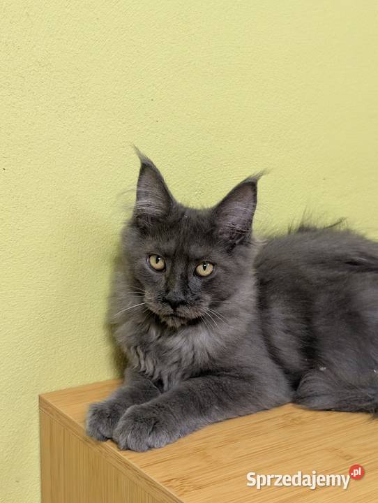 Ivett kocurek niebieski dymny Maine Coon śląskie Pszczyna