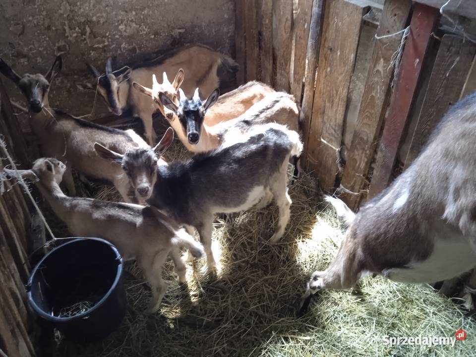 Kozlaki 5 miesieczne do chodowli mlecznych Zalewo