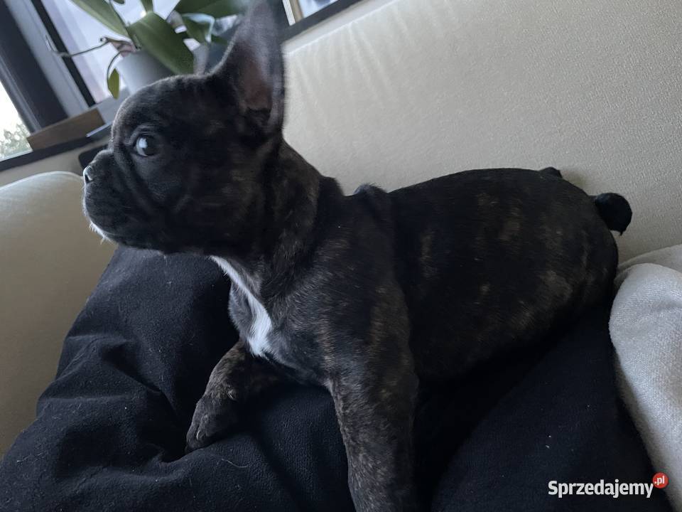 Buldog francuski łódzkie Łódź