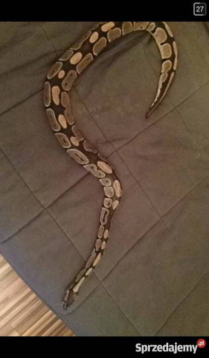 Pyton Królewski Python Regius Classic Warszawa