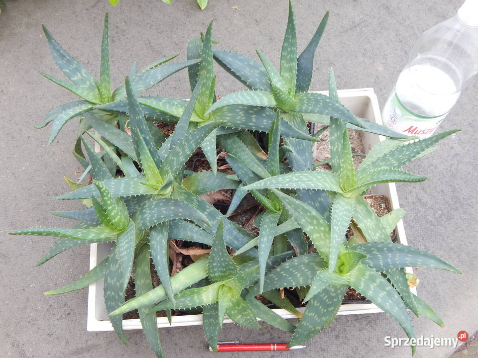 Aloes który zdobi i leczy aloe maculata All 4 Kaktusy i sukulenty Kraków