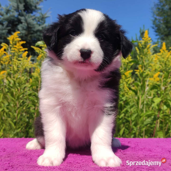 Piękna Rasowa suczka z pełną dok Szczeniak Iwonicz