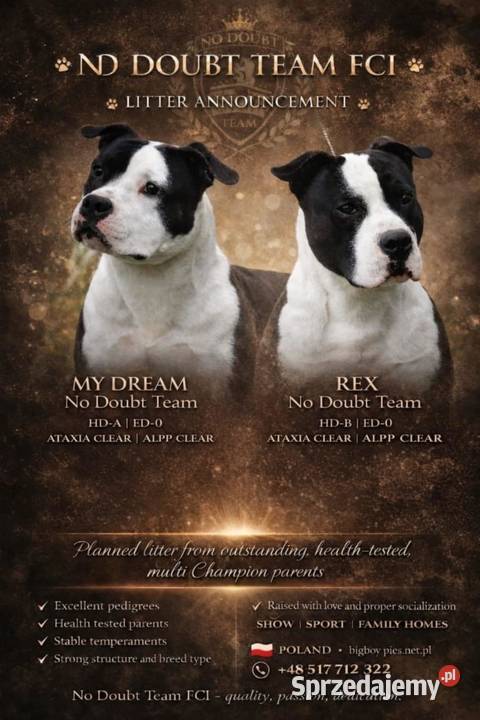 Amstaff ZKWP FCI śliczna suczka Koziegłowy