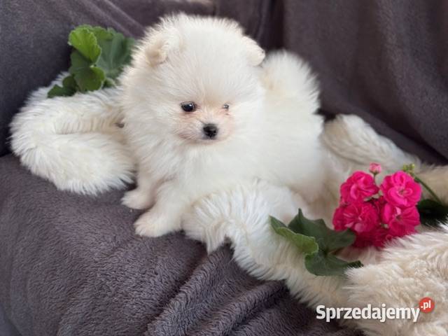 SZPIC MINIATUROWY POMERANIAN PIĘKNA SUNIA Warszawa