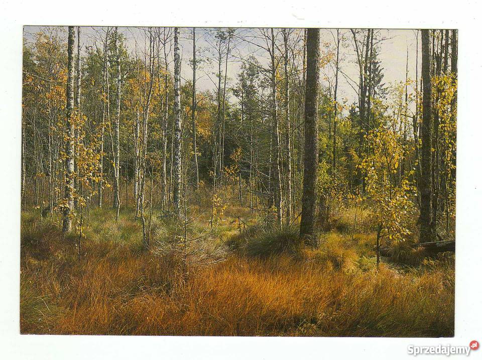 LAS JESIENIĄ POCZTÓWKA Krynki