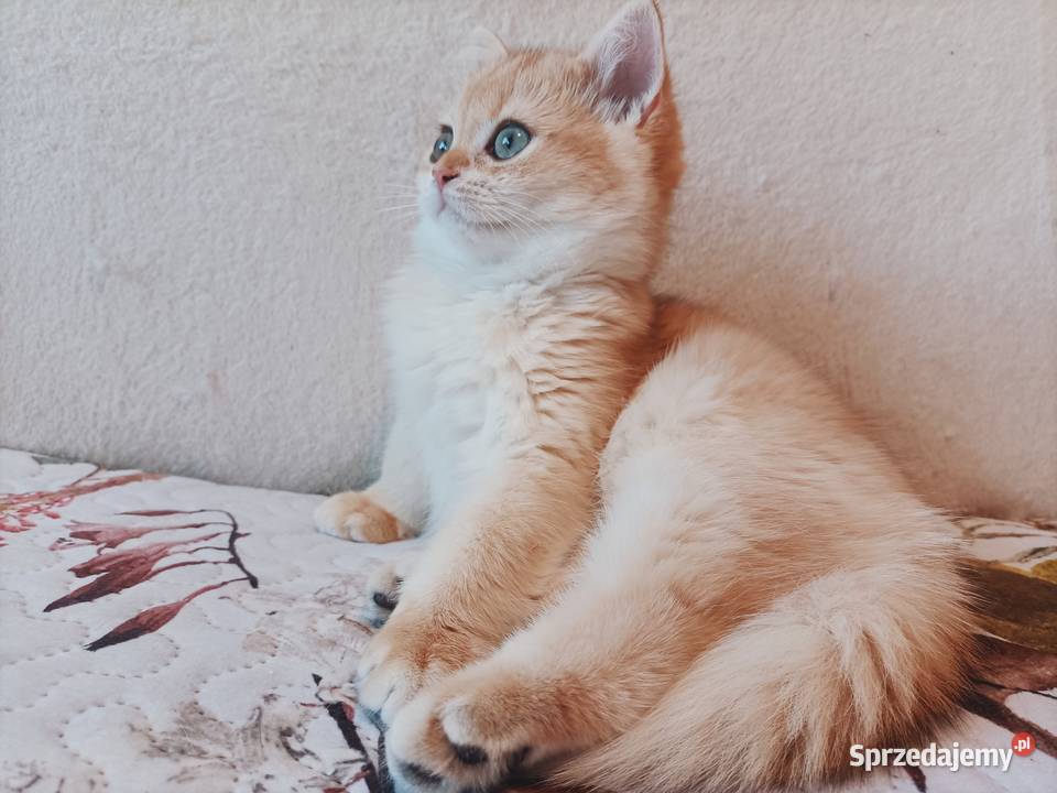 Kot brytyjski kotka brytyjska długowłosy Brytyjski Częstochowa