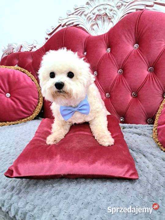 Bichon frise z rodowodem FCI do odbioru Poznań