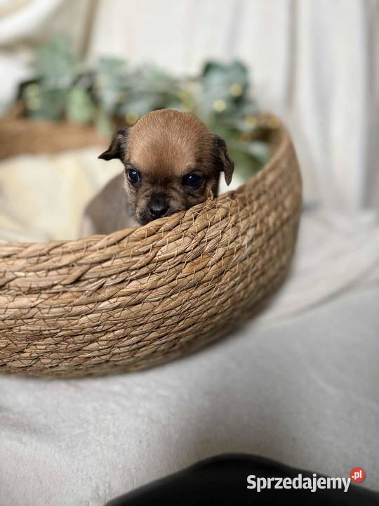 Suczka Chihuahua Brindle śląskie