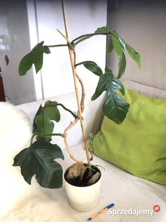 Filodendron Squamiferum roślina domowa Warszawa