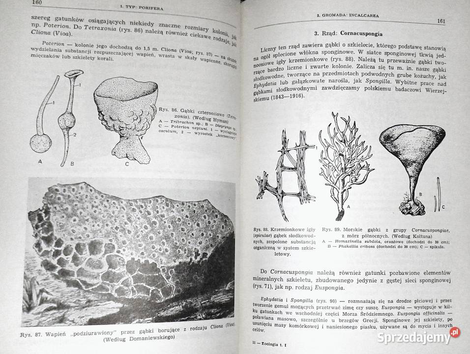 Zoologia Bezkręgowce Tom 12 Eugeniusz Grabda Chełm