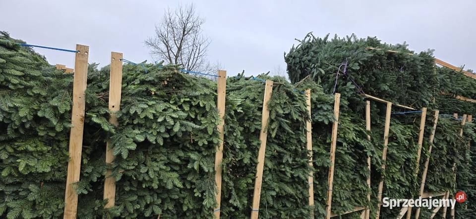 Gałęzie bunty nobilisa kaukaza nordman choinka Kielce