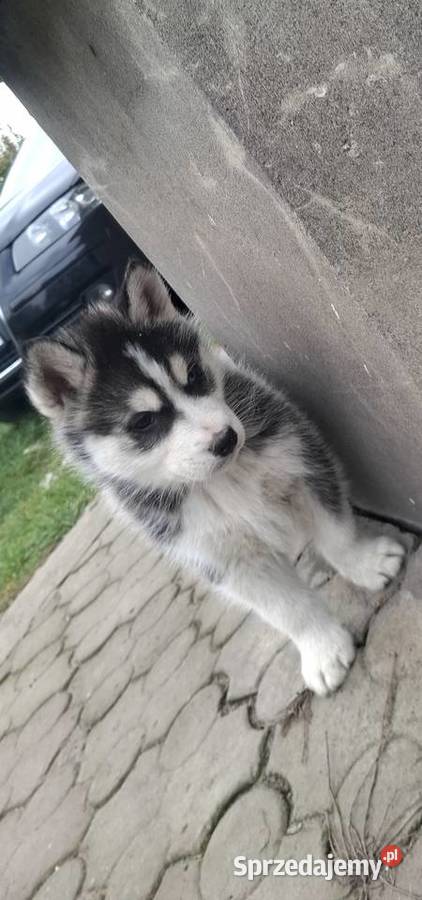 Szczenięta Husky Jędrzejów
