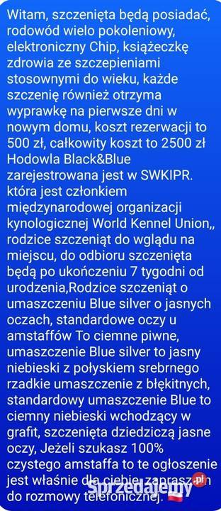 American staffordshire terrier Brzeg