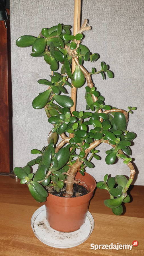 Grubosz crassula ovata drzewko szczęścia 3 Warszawa